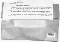 Thelephora palmata image